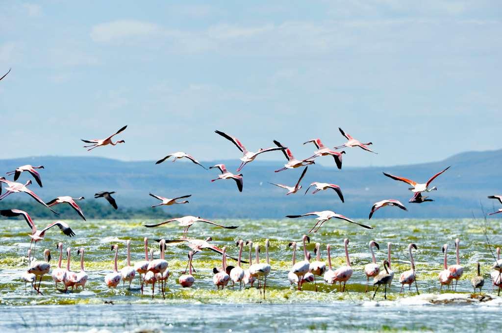 Lake Elmenteita Serena Camp Εξωτερικό φωτογραφία