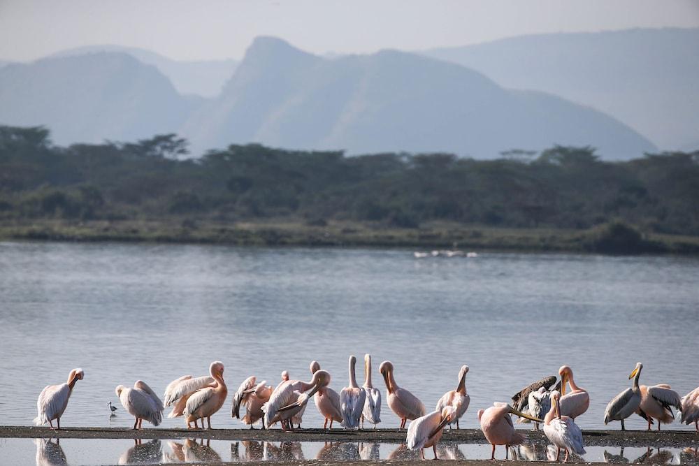 Lake Elmenteita Serena Camp Εξωτερικό φωτογραφία