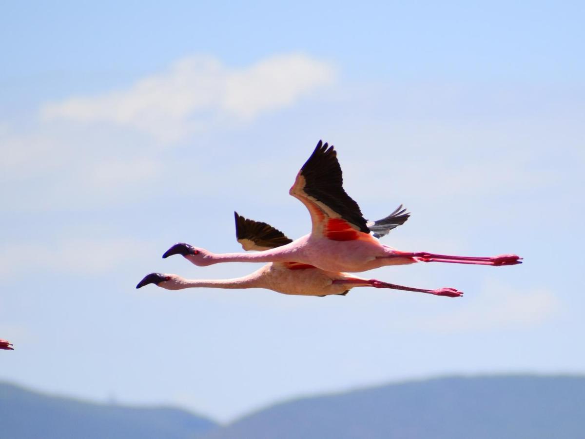 Lake Elmenteita Serena Camp Εξωτερικό φωτογραφία