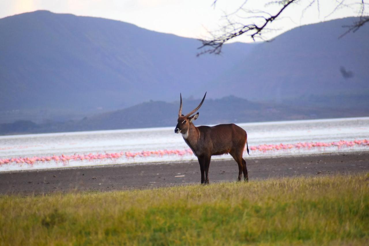 Lake Elmenteita Serena Camp Εξωτερικό φωτογραφία