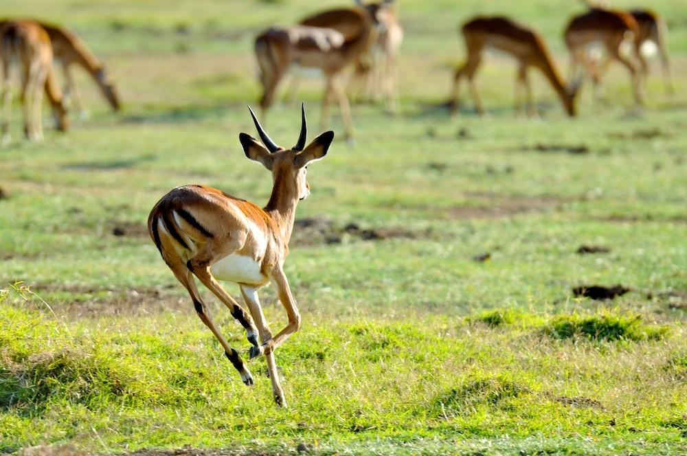 Lake Elmenteita Serena Camp Εξωτερικό φωτογραφία